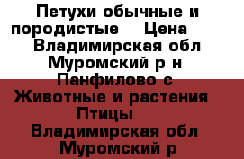 Петухи обычные и породистые. › Цена ­ 350 - Владимирская обл., Муромский р-н, Панфилово с. Животные и растения » Птицы   . Владимирская обл.,Муромский р-н